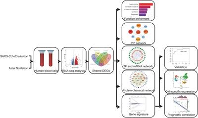 Comprehensive bioinformatics analysis reveals common potential mechanisms, progression markers, and immune cells of coronary virus disease 2019 and atrial fibrillation